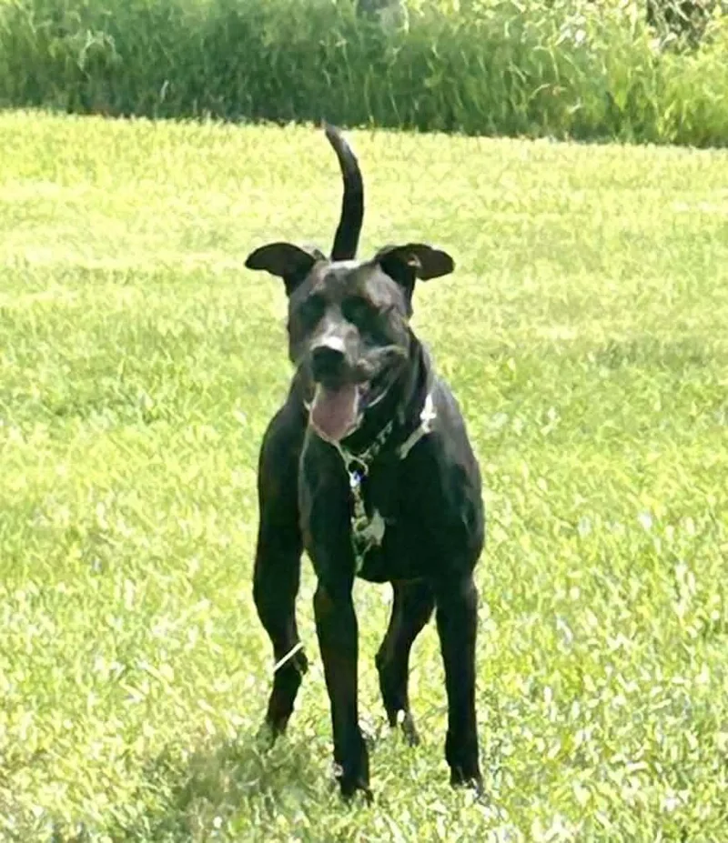 A young medium-sized male Great Dane dog named Bundy for adoption in Indianapolis, IN