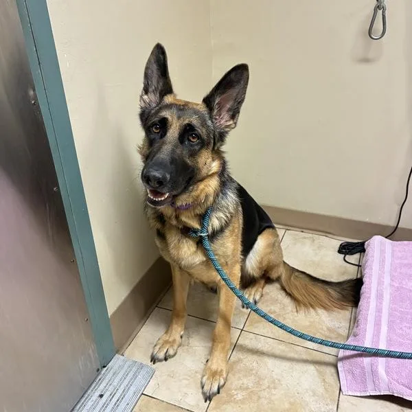 An adult large-sized female German Shepherd Dog dog named Arabia for adoption in Troutdale, OR