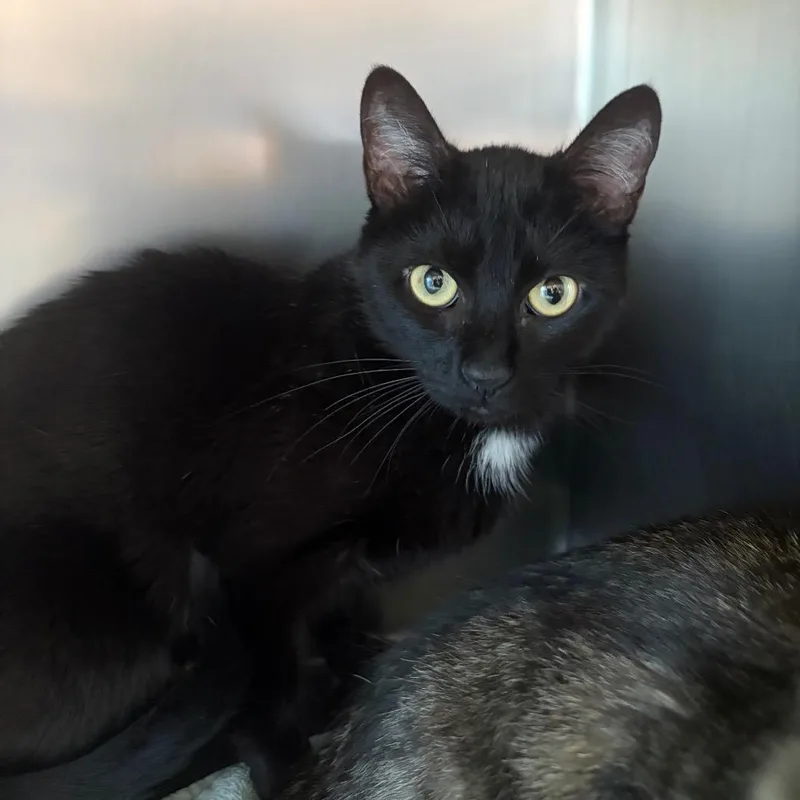 A young medium-sized female Black Domestic Short Hair cat named Shady for adoption in Council Bluffs, IA