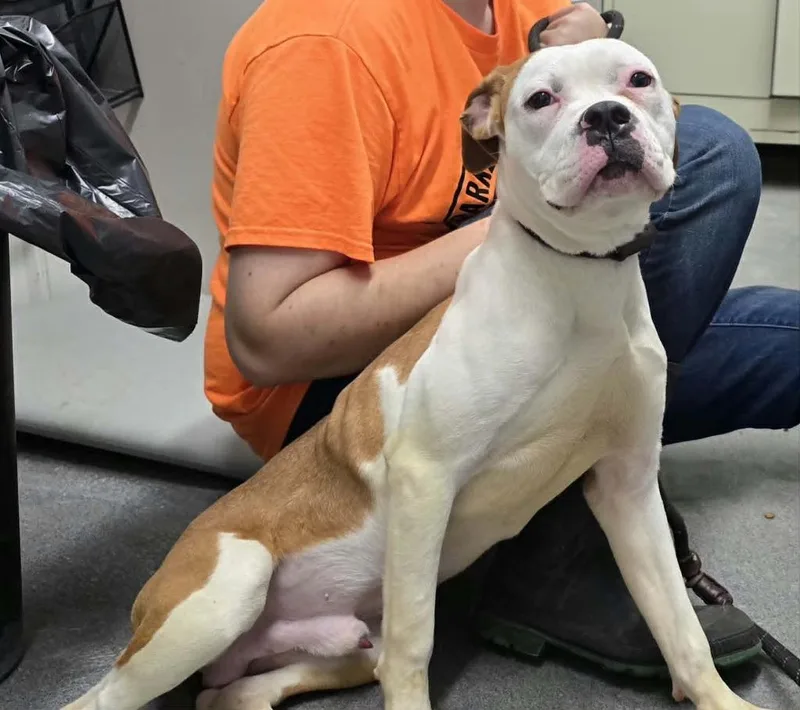 A baby medium-sized male Mixed Breed dog named Rollo for adoption in Hillsdale, IN