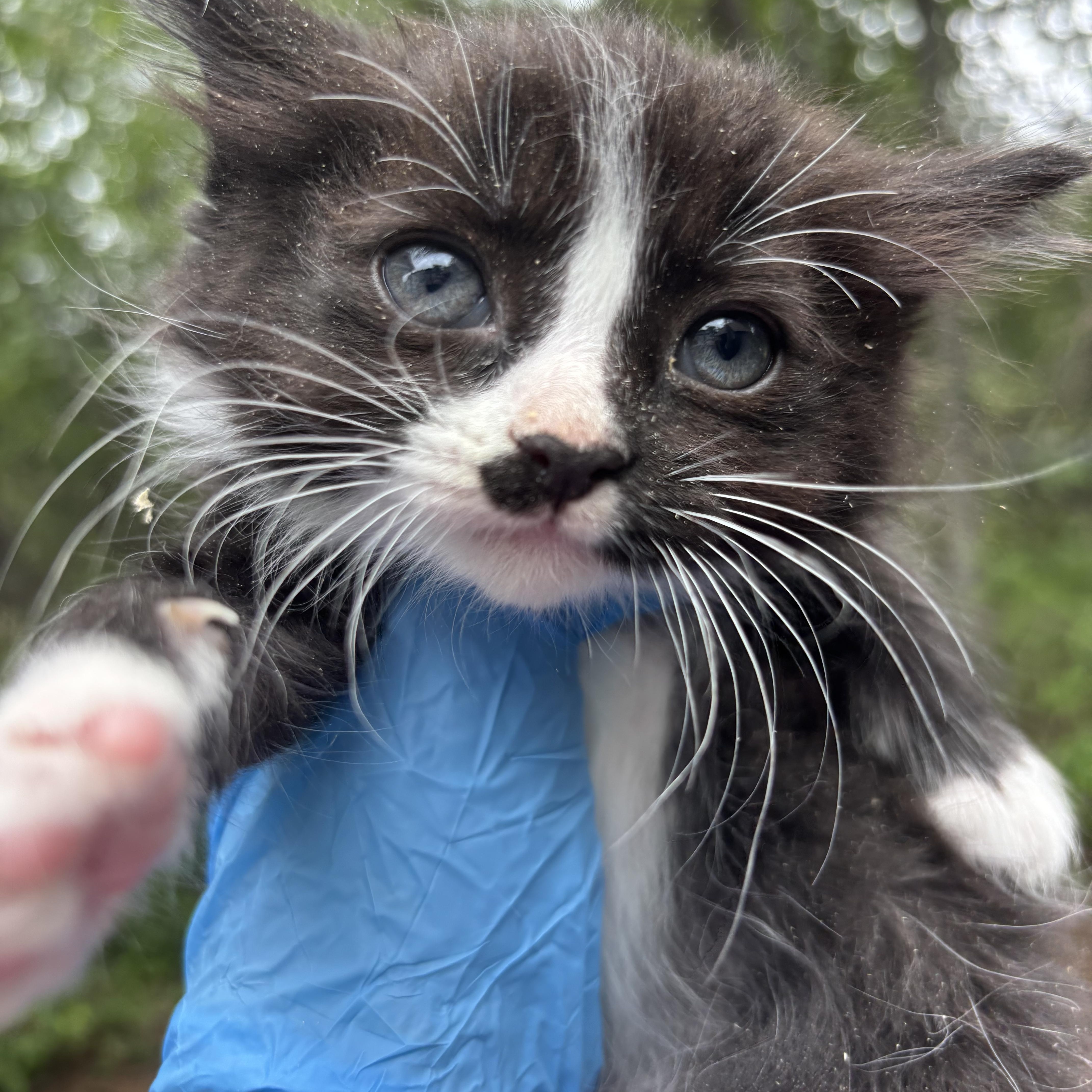 A baby medium-sized male Black & White / Tuxedo Domestic Long Hair cat named Pepe for adoption in San Diego, CA