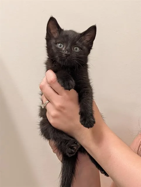 A baby small-sized male Domestic Medium Hair cat named Arthur for adoption in Charlotte, NC