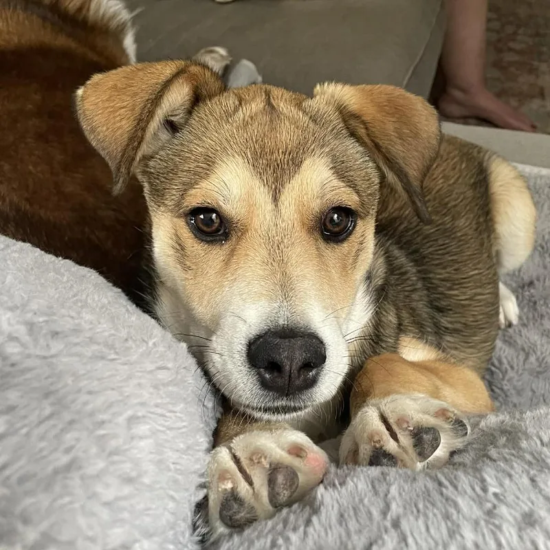 A baby medium-sized female Brown / Chocolate Mixed Breed dog named Lark for adoption in Olathe, KS