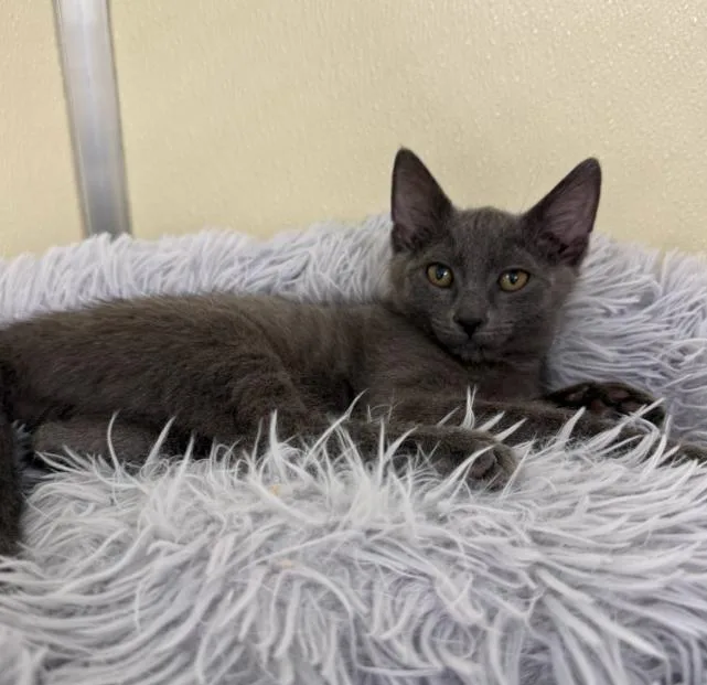 A baby medium-sized male Gray / Blue / Silver Domestic Short Hair cat named Biscuit for adoption in Hornell, NY