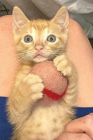 An adult large-sized male Orange / Red Domestic Short Hair cat named Lasagna for adoption in Oviedo, FL