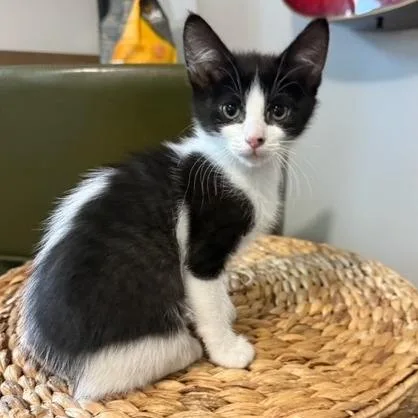 A baby small-sized female Black Domestic Short Hair cat named Mahi for adoption in Talent, OR