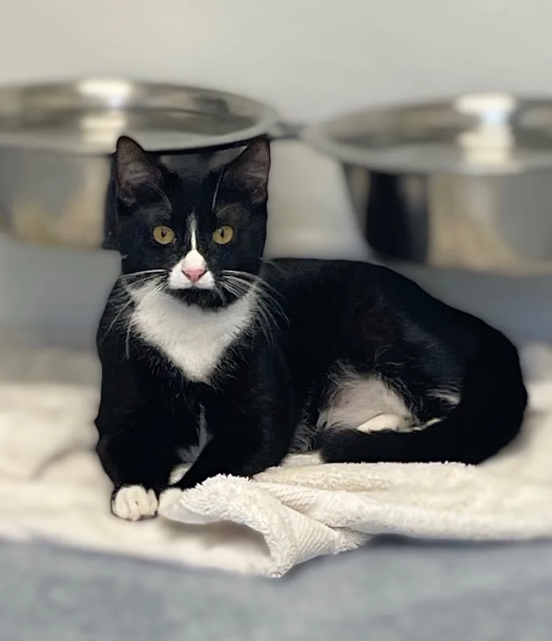 Hermione thumbnail 2