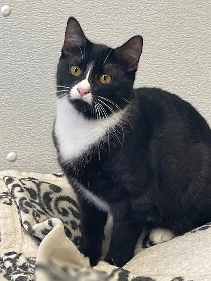 Hermione thumbnail 3