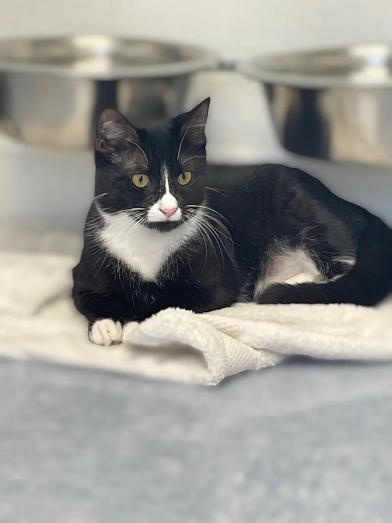 Hermione thumbnail 4