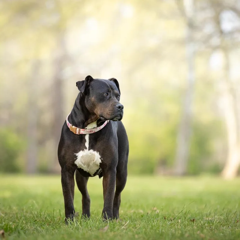 An adult large-sized female Black Mixed Breed dog named Julieta for adoption in Rossville, GA