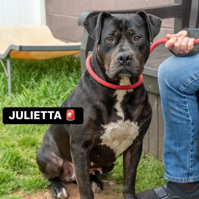 Julieta thumbnail 2