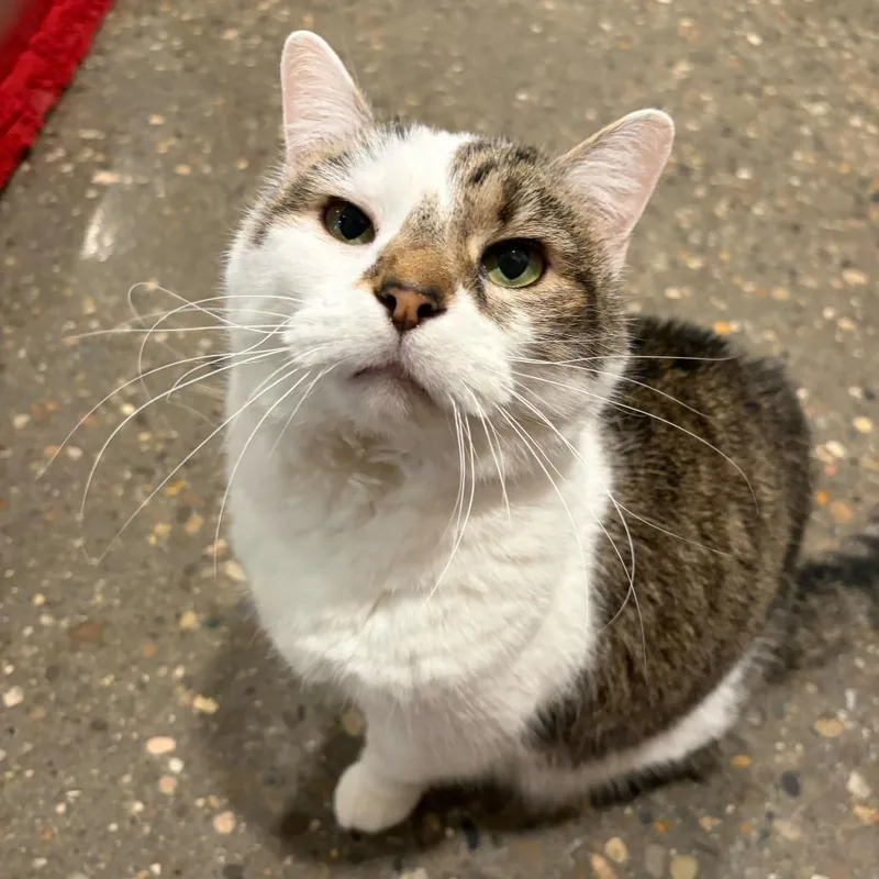 A senior medium-sized female Brown / Chocolate Domestic Short Hair cat named Taffy for adoption in Louisville, KY