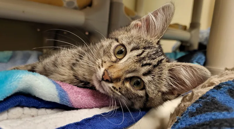 A baby medium-sized female Tabby (Buff / Tan / Fawn) Domestic Short Hair cat named Prickly Pear for adoption in Grayslake, IL