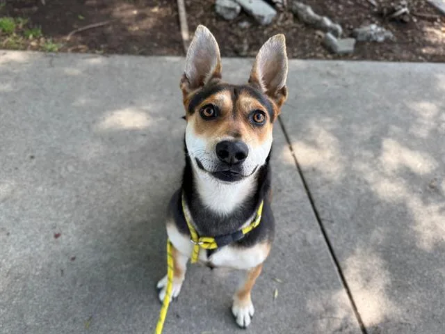 A young medium-sized female German Shepherd Dog dog named Rezz for adoption in Antioch, CA