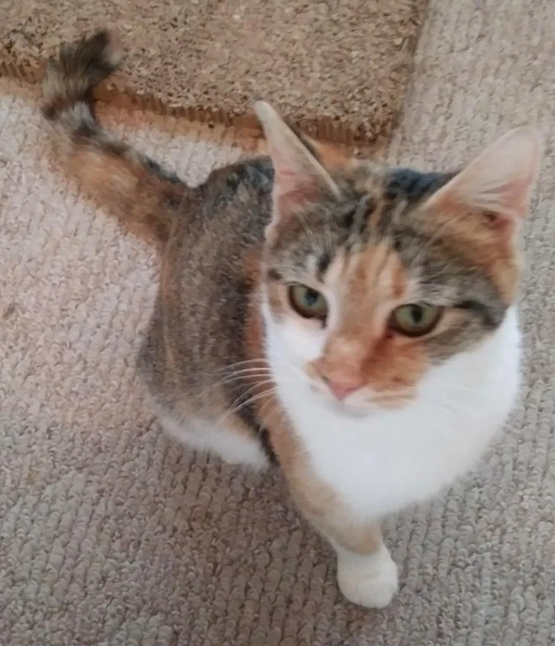 A young medium-sized female Calico Domestic Short Hair cat named Pumpkin for adoption in Heathsville, VA
