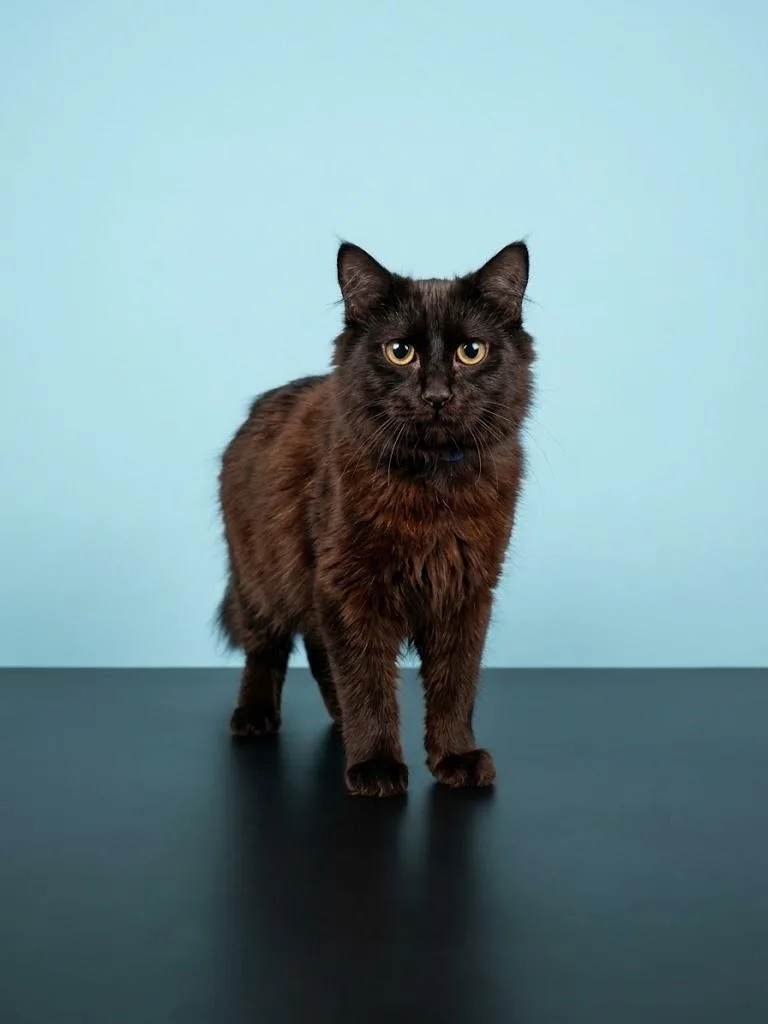 A young small-sized male Domestic Short Hair cat named Cedric for adoption in Los Angeles, CA