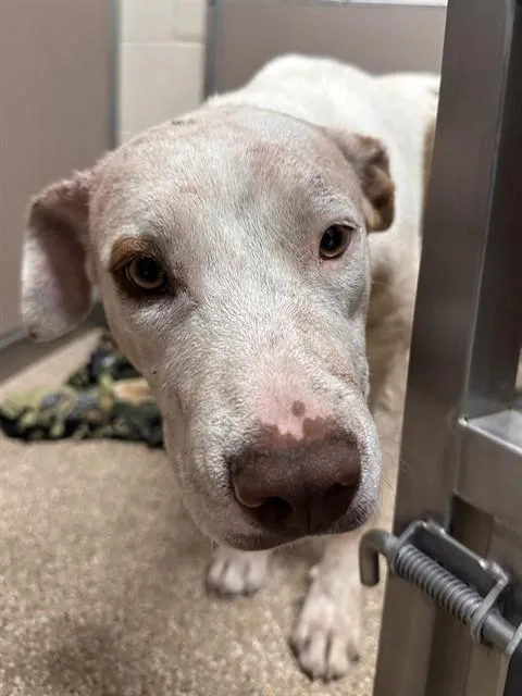 A young medium-sized female Pit Bull Terrier dog named Piper for adoption in Albuquerque, NM