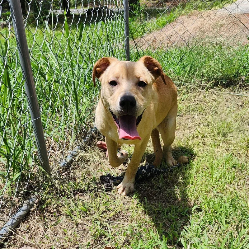 A young medium-sized female Apricot / Beige Labrador Retriever dog named Banana Anna for adoption in Chicopee, MA