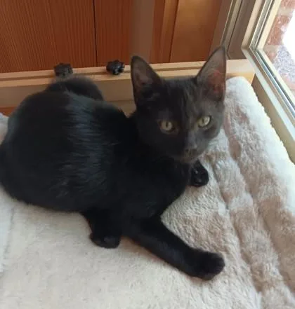 A baby small-sized female Domestic Short Hair cat named Sage $ for adoption in Seneca, SC