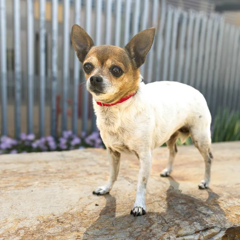 An adult small-sized female Brown / Chocolate Chihuahua dog named Eliza for adoption in Palm Springs, CA
