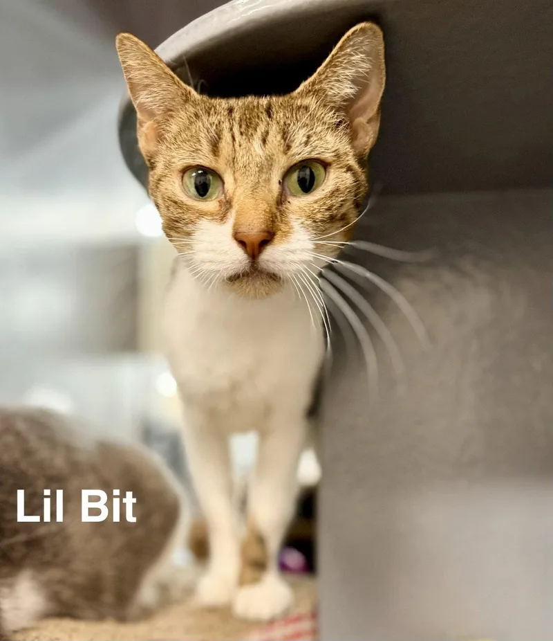 An adult medium-sized female Domestic Short Hair cat named Lil Bit for adoption in Saint Cloud, FL
