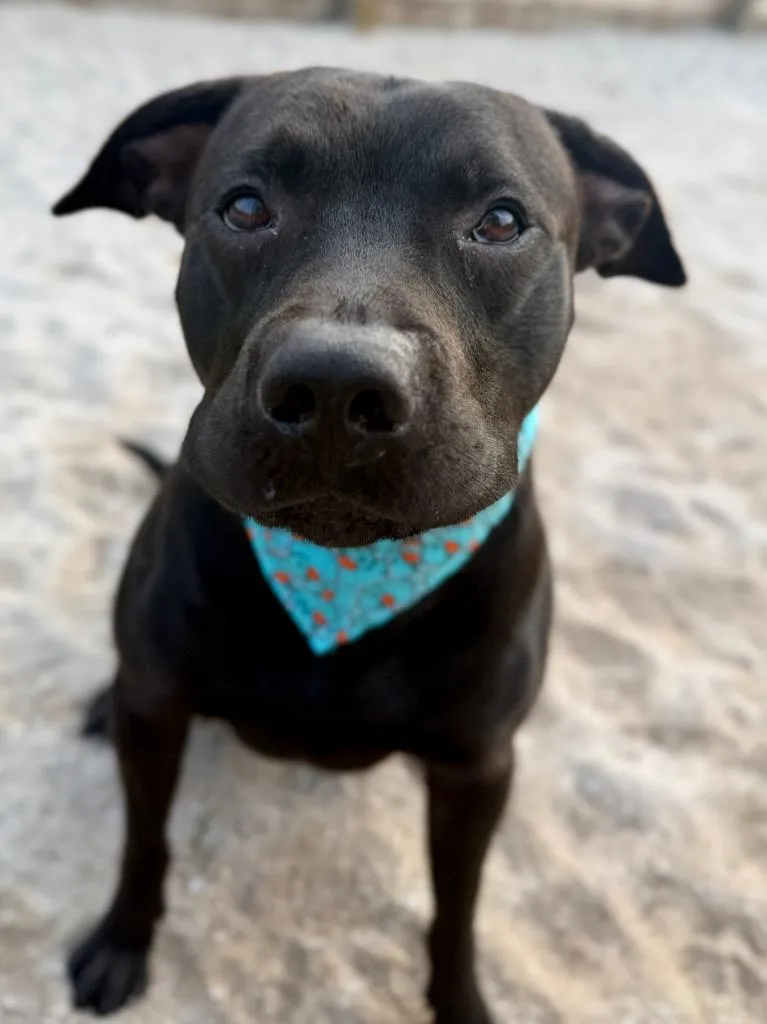 A young medium-sized male Mixed Breed dog named Duncan for adoption in Muskegon, MI