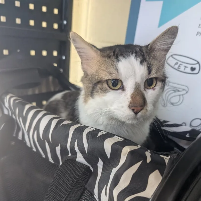 An adult large-sized male White Domestic Long Hair cat named Bugs Life for adoption in Asheville, NC