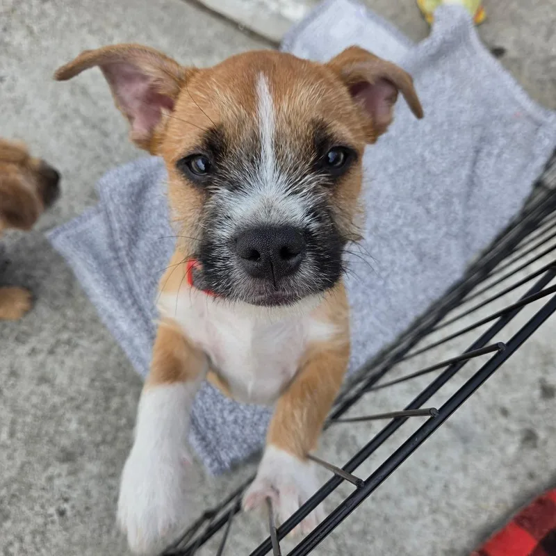 A baby small-sized male Yellow / Tan / Blond / Fawn Terrier dog named Rascal for adoption in Pacifica, CA