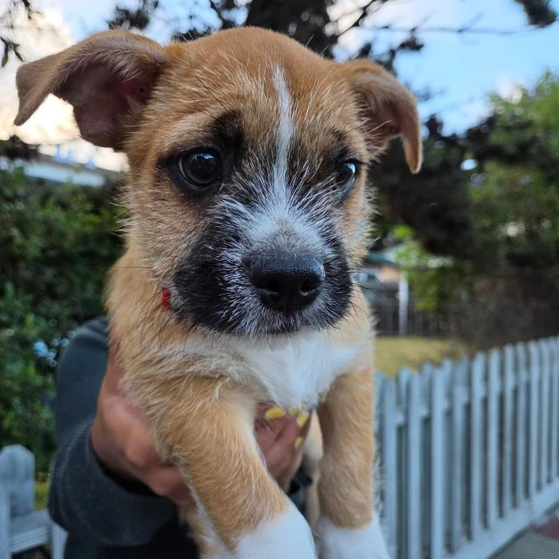 Rascal thumbnail 2
