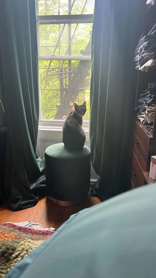 An adult medium-sized male Tabby (Buff / Tan / Fawn) Domestic Short Hair cat named Bagel for adoption in Weehawken, NJ