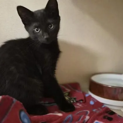 A baby medium-sized male Domestic Short Hair cat named Dos for adoption in Sacramento, CA
