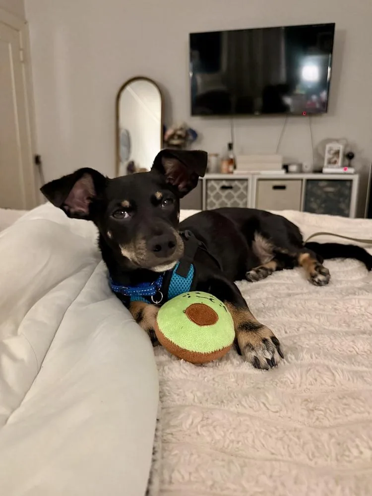 A young small-sized male Miniature Dachshund dog named Bert for adoption in Los Angeles, CA