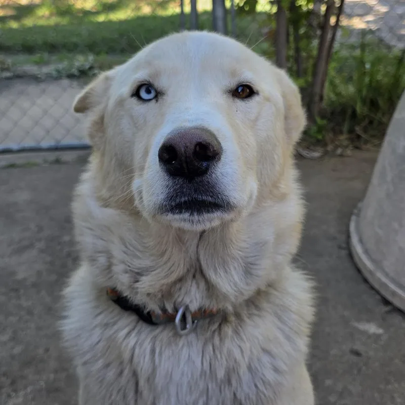 An adult medium-sized male White / Cream Husky dog named Loki for adoption in Tulsa, OK
