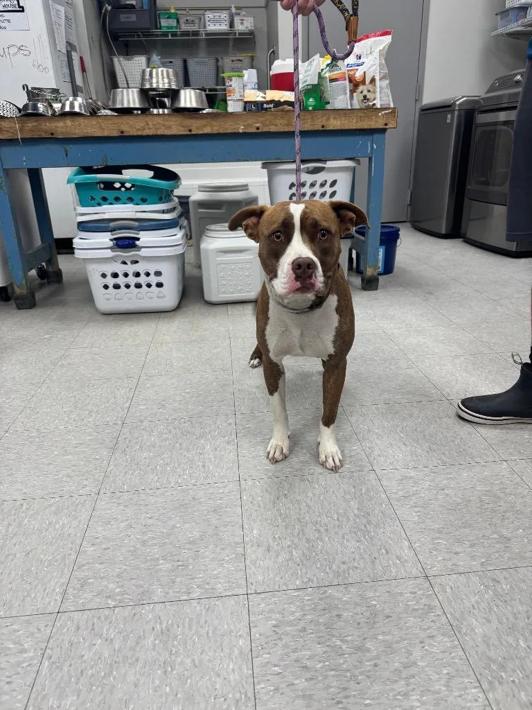 A young medium-sized female Pit Bull Terrier dog named Layla for adoption in Sorrento, LA