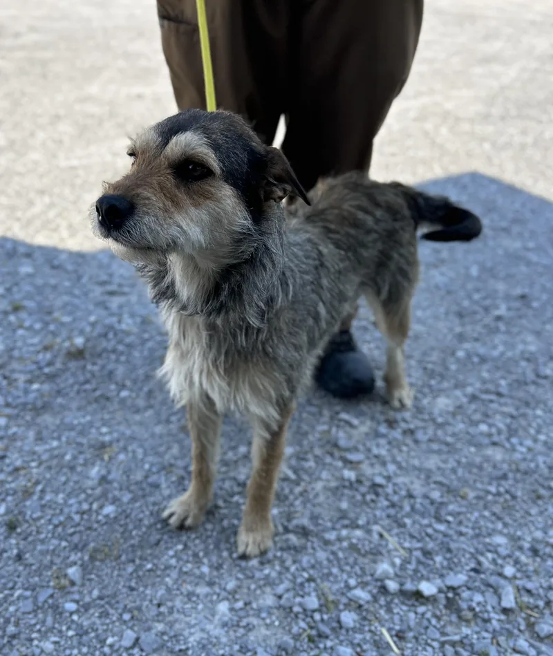 An adult medium-sized female Gray / Blue / Silver Mixed Breed dog named Muffin for adoption in Manchester, TN