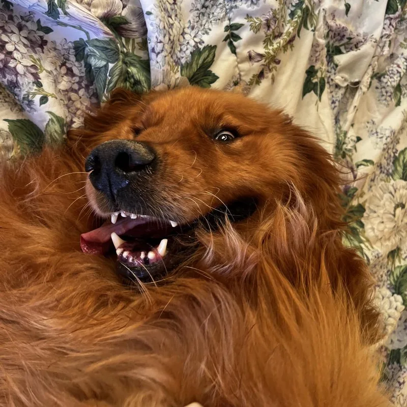 An adult extra large-sized male Golden Golden Retriever dog named Cake  Aka Duke for adoption in LOXAHATCHEE, FL