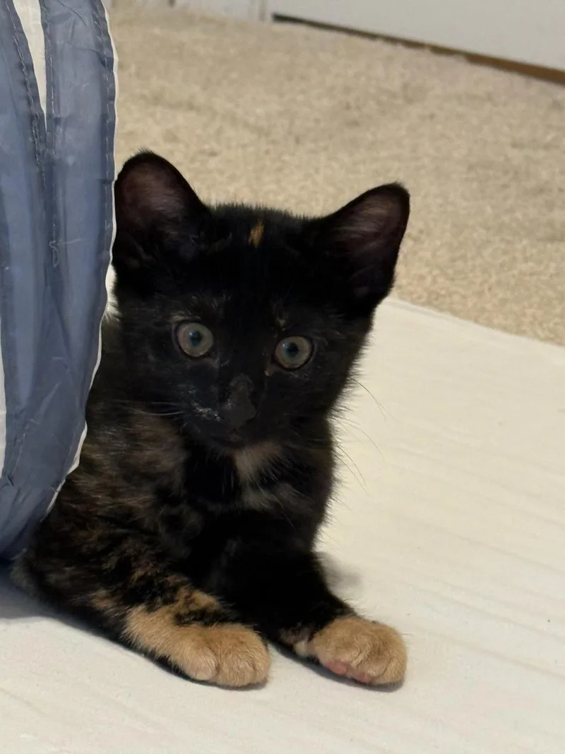 A baby medium-sized female Tortoiseshell cat named Henna for adoption in Buford, GA