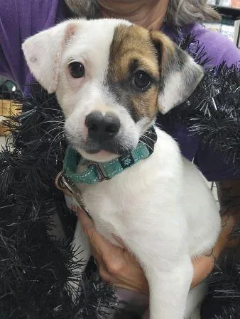 A baby medium-sized male Smooth Fox Terrier dog named Rascal for adoption in Lowell, IN