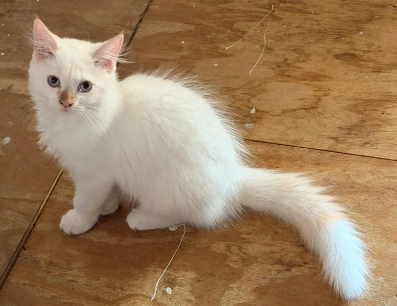 A baby medium-sized male Persian cat named Gucci for adoption in Oakland Park, FL