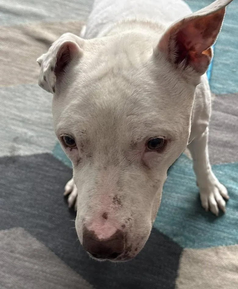 An adult medium-sized male White / Cream Pit Bull Terrier dog named Diesel for adoption in Tinton Falls, NJ