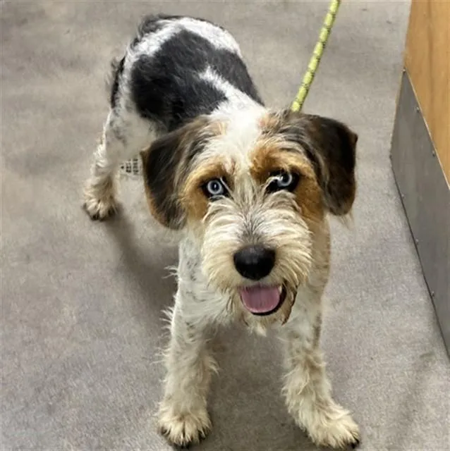 A young medium-sized male Cairn Terrier dog named Dante for adoption in Upper Marlboro, MD