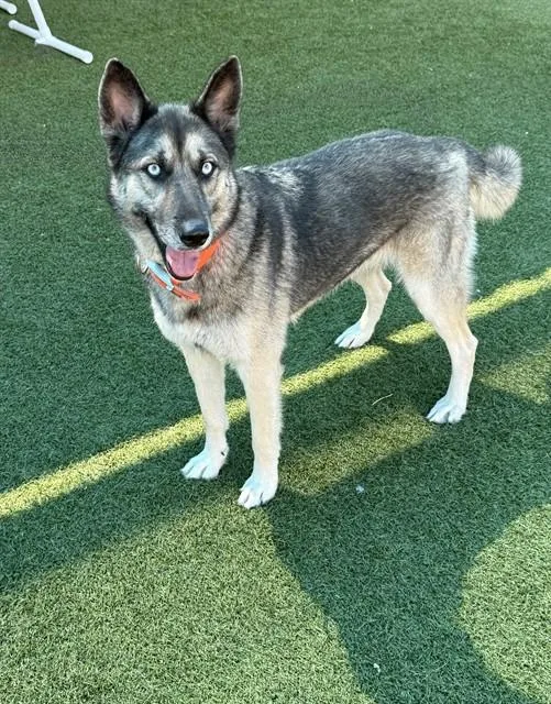 An adult medium-sized female German Shepherd Dog dog named Eve for adoption in Dallas, TX