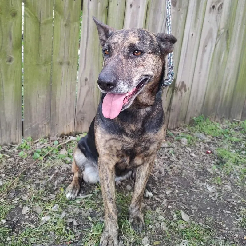 An adult large-sized female Brindle Pit Bull Terrier dog named Veronika D for adoption in Corsicana, TX