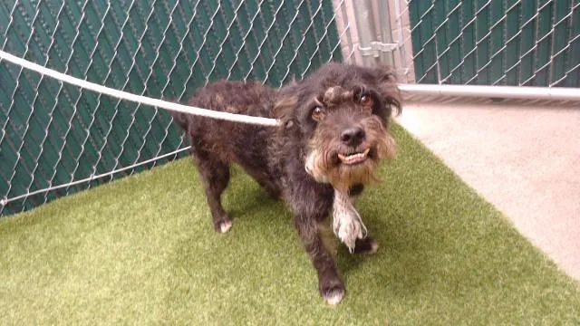 A young medium-sized male Terrier dog named Edwin for adoption in Downey, CA