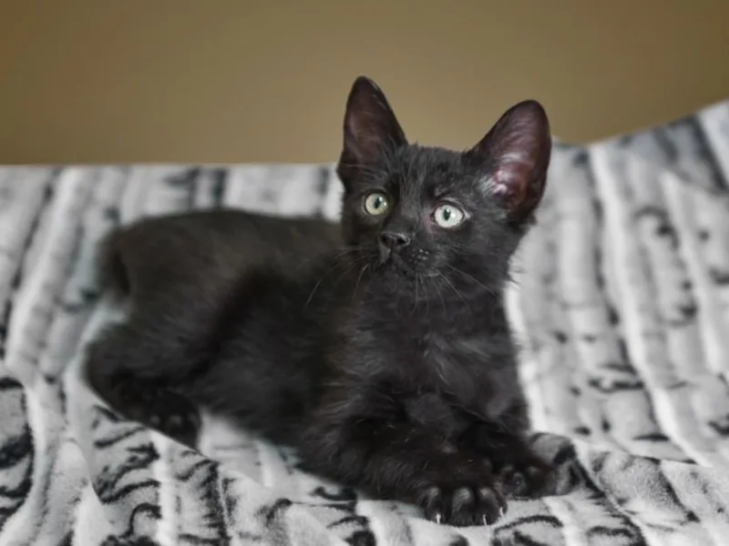 A baby small-sized male Domestic Short Hair cat named Lindsey for adoption in Santa Fe, NM