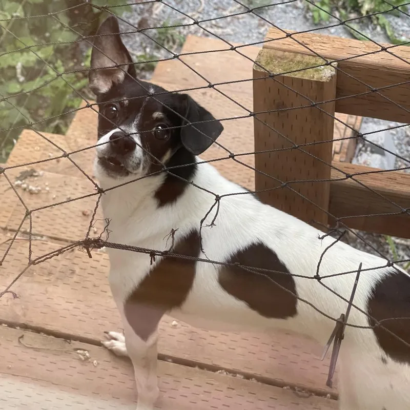 An adult small-sized male White / Cream Chihuahua dog named Bane for adoption in Graham, WA