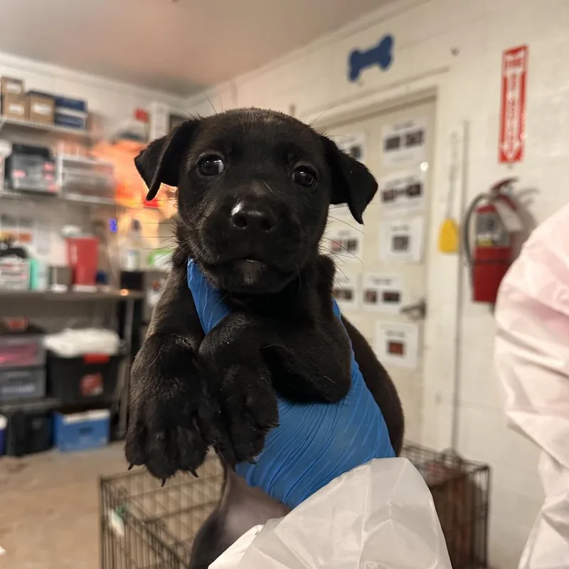 A baby small-sized male Black Shepherd dog named Chevy for adoption in Edinburg, TX