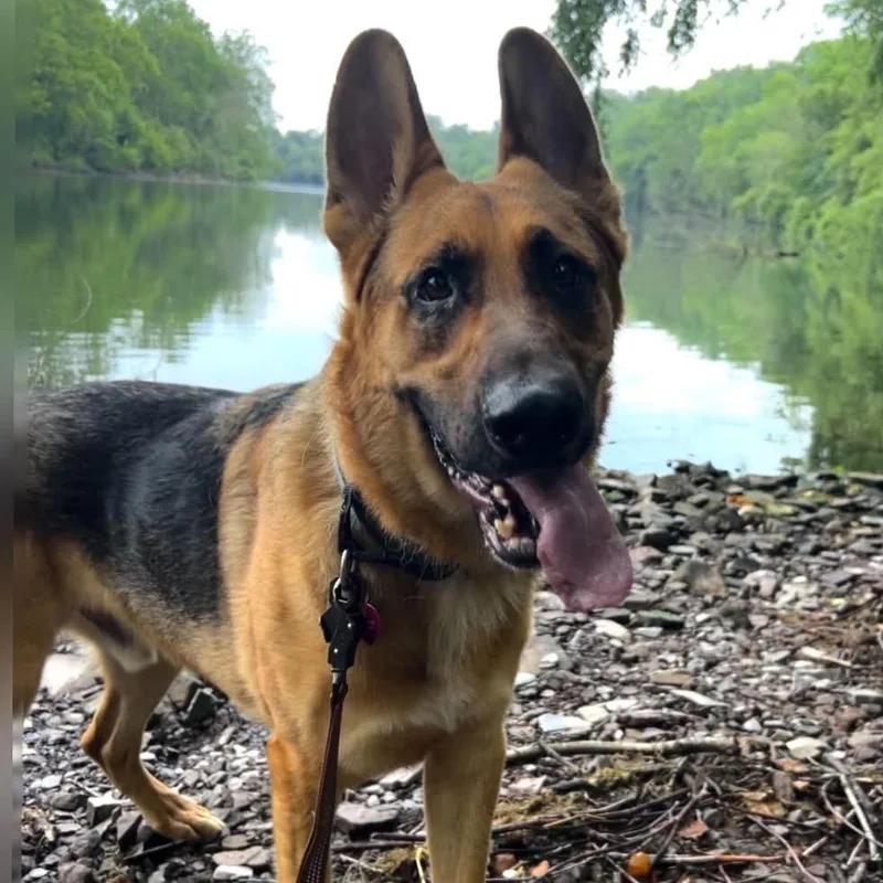 An adult large-sized male Yellow / Tan / Blond / Fawn German Shepherd Dog dog named Teddy for adoption in New Ringgold, PA