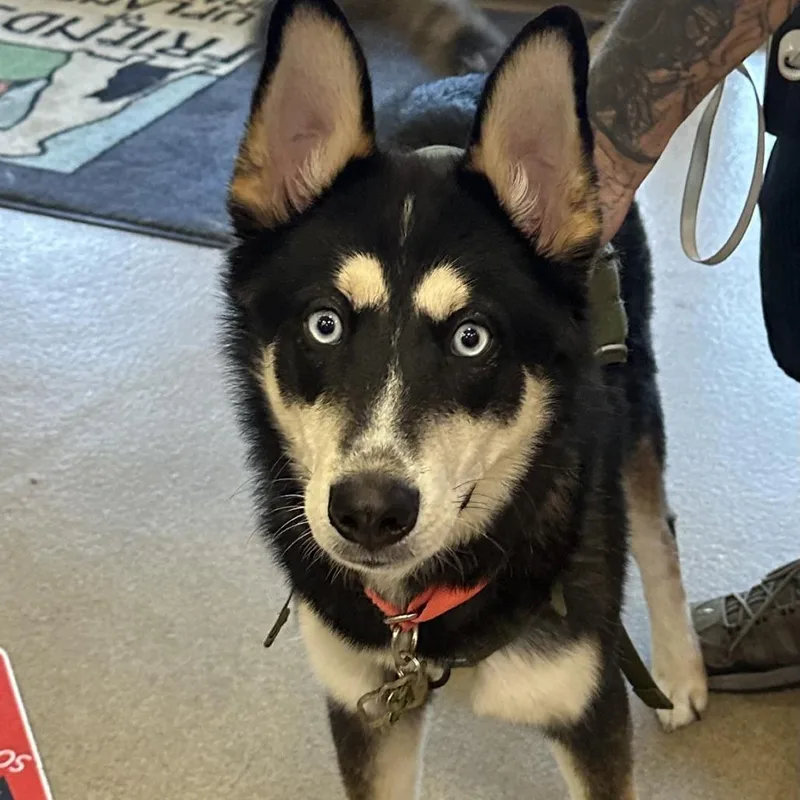 An adult large-sized male Black Siberian Husky dog named Lucas for adoption in Upland, CA