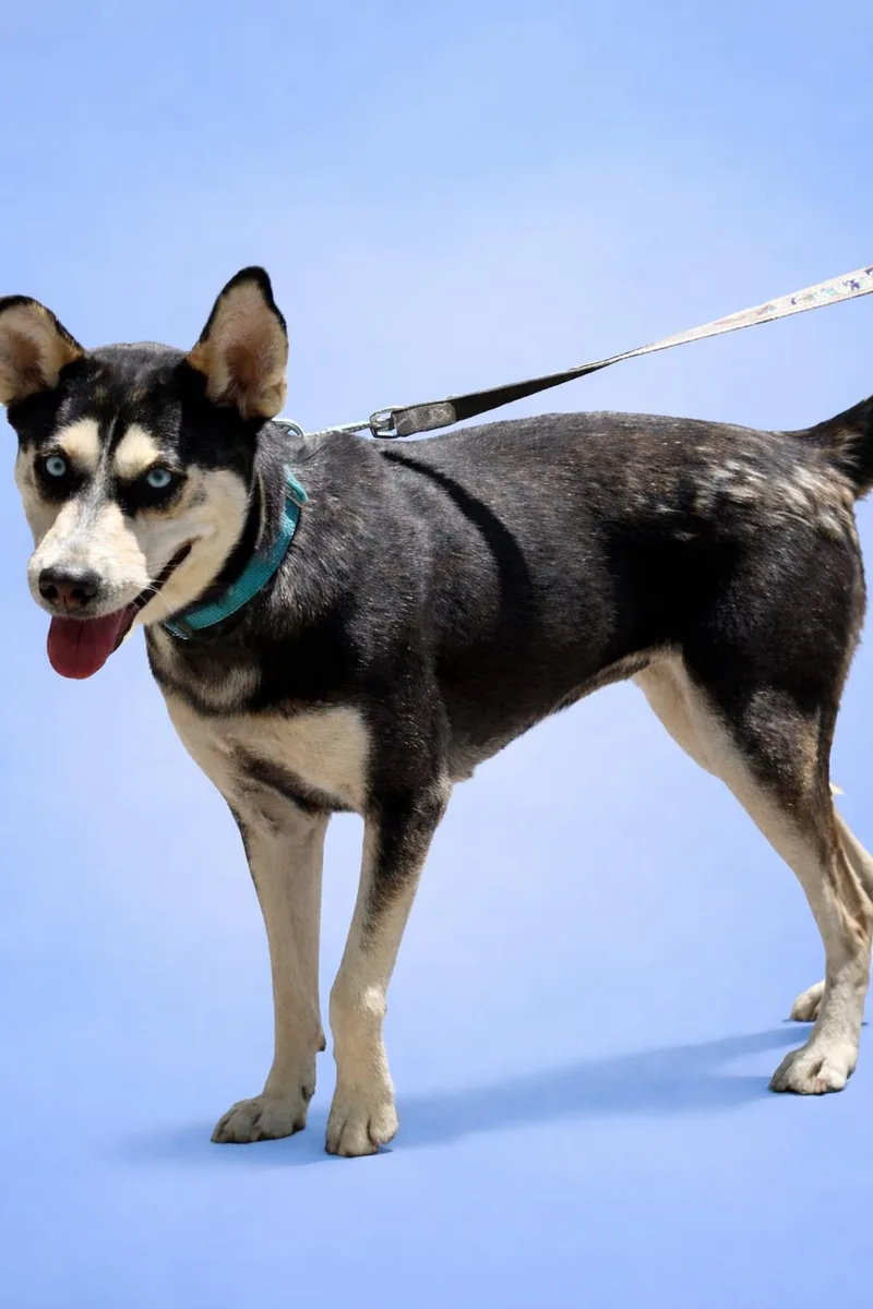 Victoria thumbnail 2